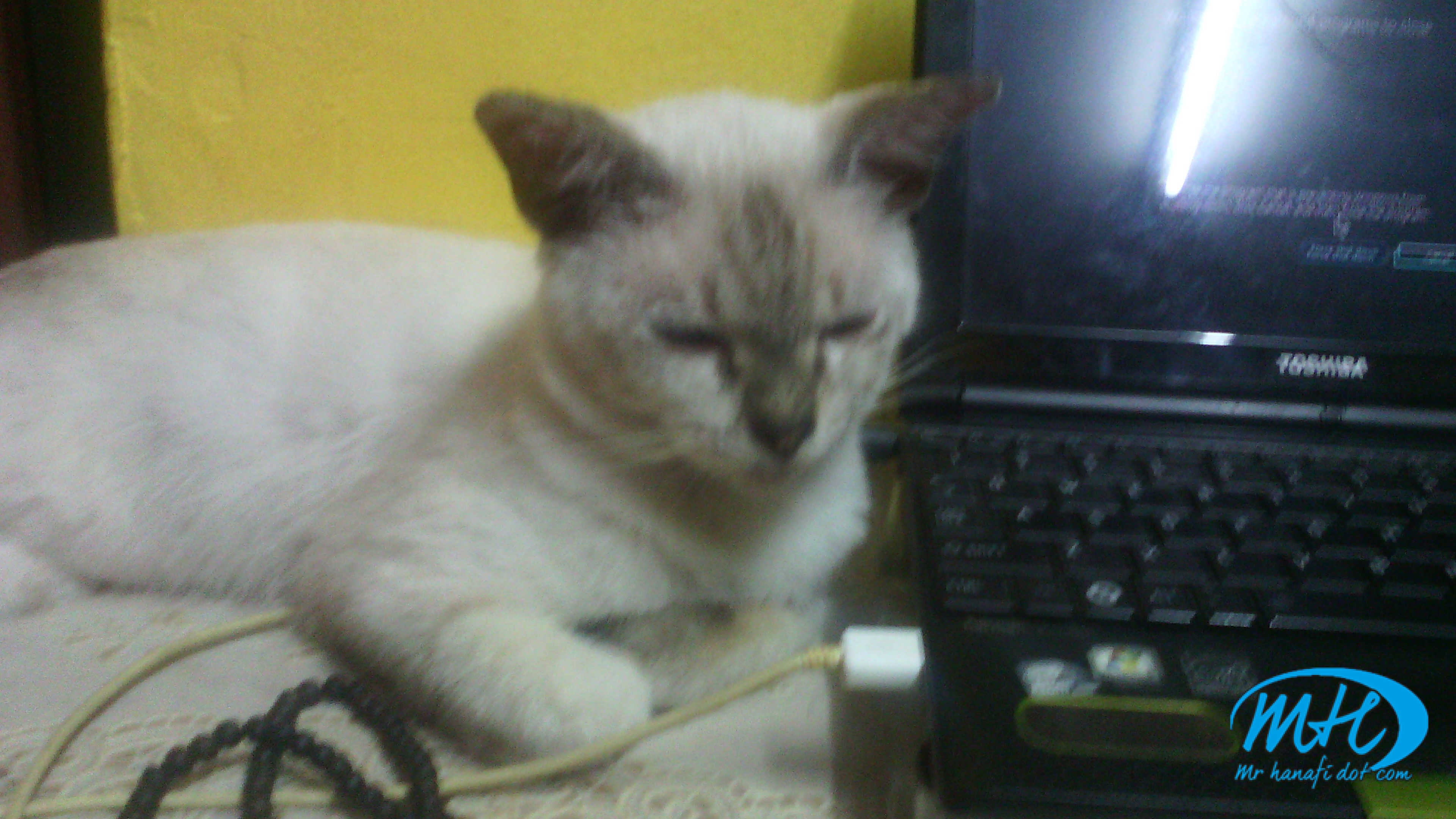 7 Tips Elak Kucing Berak Merata Rata Nombor 7 Paling Senang Buat